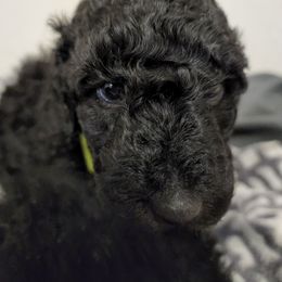Poodle Puppies from Cummings Samantha