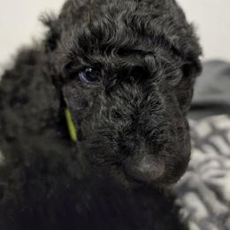 Poodle Puppies from Cummings Samantha