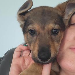ORANGE Collar Girl - Black and tan female German Shepherd puppy in Willoughby, Ohio from WolfPackk