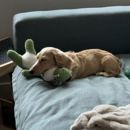 Icee - Cream male Dachshund puppy in Orem, Utah from Miekca’s Dachshunds