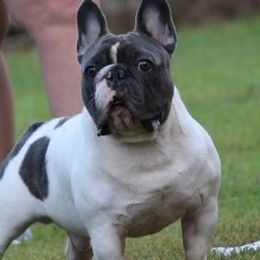 French Bulldogs and Rottweilers from Bullies of the Backwoods