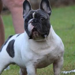 French Bulldogs and Rottweilers from Bullies of the Backwoods