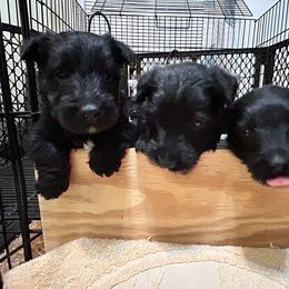 Scottish Terrier Puppies from Moo's Scotties