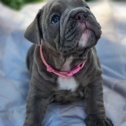 Bell - Lilac tri-color female Bulldog puppy in Plant City, Florida from Bertha Butt Bulldogs