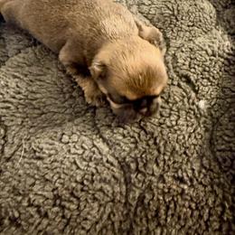 Buddy - Black male Brussels Griffon puppy in Durant, Oklahoma from Trademark Brussels Griffon