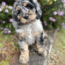 Aussiedoodle, Bernedoodle, Bernese Mountain Dog, Cockapoo, and Poodle Puppies from Lost Coast Bernese Mountain Dogs