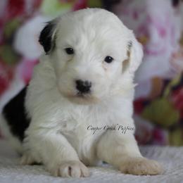 Effie - Black and white female Sheepadoodle puppy in Lowry City, Missouri from Cooper Creek Puppies