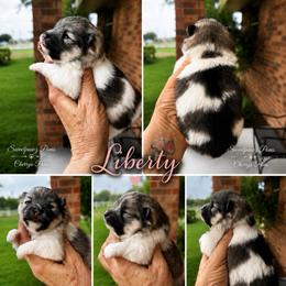 Liberty - Wolf sable female Pomeranian puppy in Odessa, Texas from Cherry's Poms