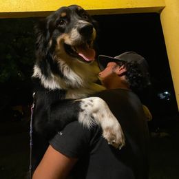 Bear - Black tri-color Australian Shepherd puppy in Silver Springs, Florida from Denise Ocala Forest Florida Aussies