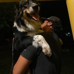 Bear - Black tri-color Australian Shepherd puppy in Silver Springs, Florida from Denise Ocala Forest Florida Aussies