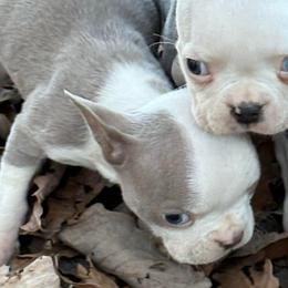 Lilac male - Lilac male Boston Terrier puppy in Mc Donough, Georgia from Ballard Boston Terriers