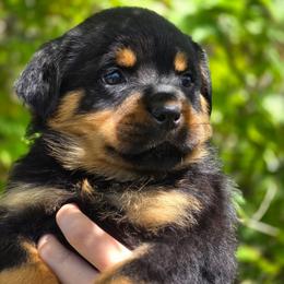 Kizmit - Black and mahogany female Rottweiler puppy in Cottage Grove, Oregon from Divine Rottweilers