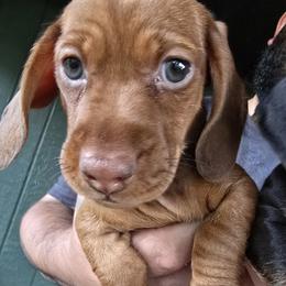 Girl 1 - Red female Dachshund puppy in Atwater, California from Daisy Doxies