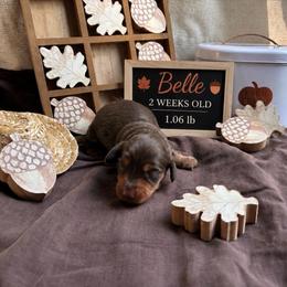 Belle - Chocolate and tan female Dachshund puppy in Russellville, Arkansas from River Valley Daschunds