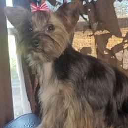 Dora - Yorkshire Terrier