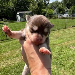 Pyra - Chocolate female Pomsky puppy in Valparaiso, Indiana from Valparaiso Pomskys