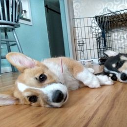 Pembroke Welsh Corgi Puppies from Princess Zelda Corgis