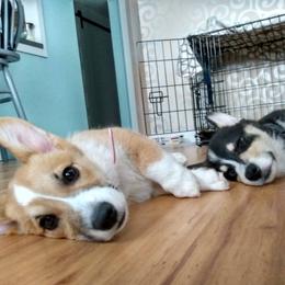 Pembroke Welsh Corgi Puppies from Princess Zelda Corgis