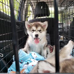 Alaskan Malamute Puppies from Delphi Alaskan Malamutes