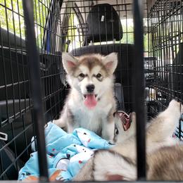 Alaskan Malamute Puppies from Delphi Alaskan Malamutes