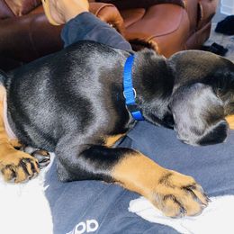 Doberman Pinscher Puppies from TeatreeDoberman