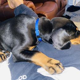 Doberman Pinscher Puppies from TeatreeDoberman