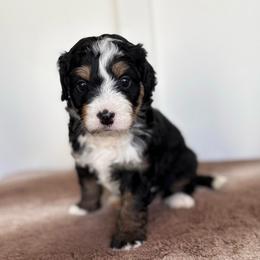 Pink Girl - Tri-color female Bernedoodle puppy in Lacey’s Spring, Alabama from Daisy's Doodles