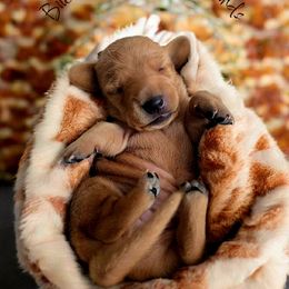 ANNIE - Red female Dachshund puppy in Greenfield, Ohio from Buck Run Creek Dachshunds & Labradors