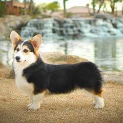 Rollo - Pembroke Welsh Corgi