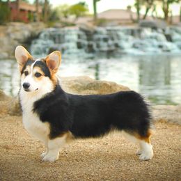 Rollo - Pembroke Welsh Corgi