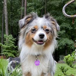 Hazel - Miniature American Shepherd