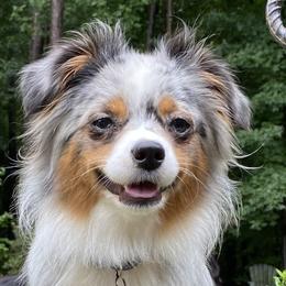 Hazel - Miniature American Shepherd
