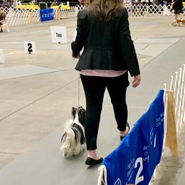 Biewer Terrier Puppies from Bouquet Biewers