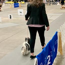 Biewer Terrier Puppies from Bouquet Biewers