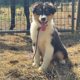 Licorice- btm5 - Black tri-color male Australian Shepherd puppy in Chehalis, Washington from Wandering Acres Ranch
