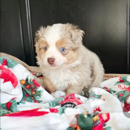 Buddy - Red tri male Toy Australian Shepherd puppy in Pickens, South Carolina from Reflections of Star Crest Kennel