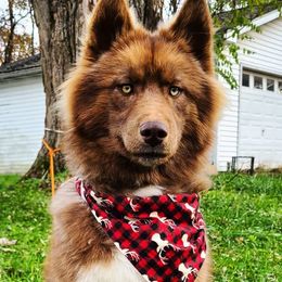 Grizzly - Siberian Husky