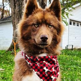 Grizzly - Siberian Husky