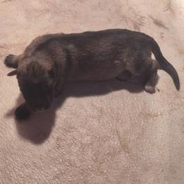 Girl 2 - Sable female German Shepherd puppy in Lake George, Colorado from High Country German Shepherds