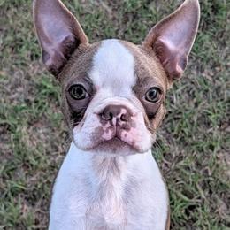 Tiara - Lilac female Boston Terrier puppy in Perry, Oklahoma from Sitsler Bostons