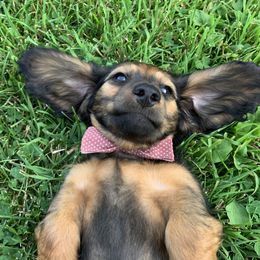 Dachshund Puppies from Hidden Haven Dachshunds