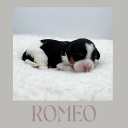 Romeo - Tri-color male Cavapoo puppy in Awendaw, South Carolina from LierChonPoo