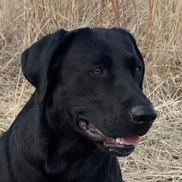 Sam - Labrador Retriever