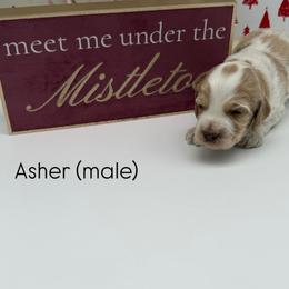 Asher - Caramel male Australian Labradoodle puppy in Denton, Texas from Liberty Hill Labradoodles