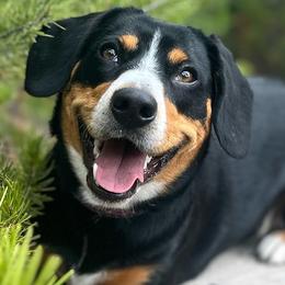 Poppet - Entlebucher Mountain Dog