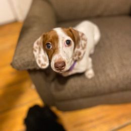 Flower - Piebald Dachshund puppy in Great Bend, Pennsylvania from Dashing Doxies