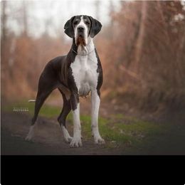 Donna - Great Dane