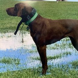 German Shorthaired Pointer All Grown Up from Revenant German Shorthairs