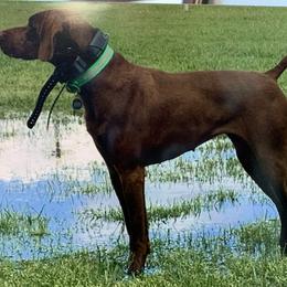 German Shorthaired Pointer All Grown Up from Revenant German Shorthairs
