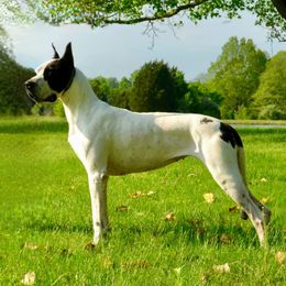 Pebbles - Great Dane